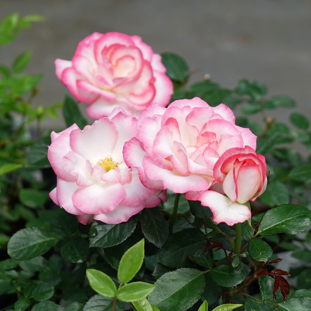 のんのん様確認用＊バラ苗 ニュース 四季咲き ばら苗 バラ苗 ニュース