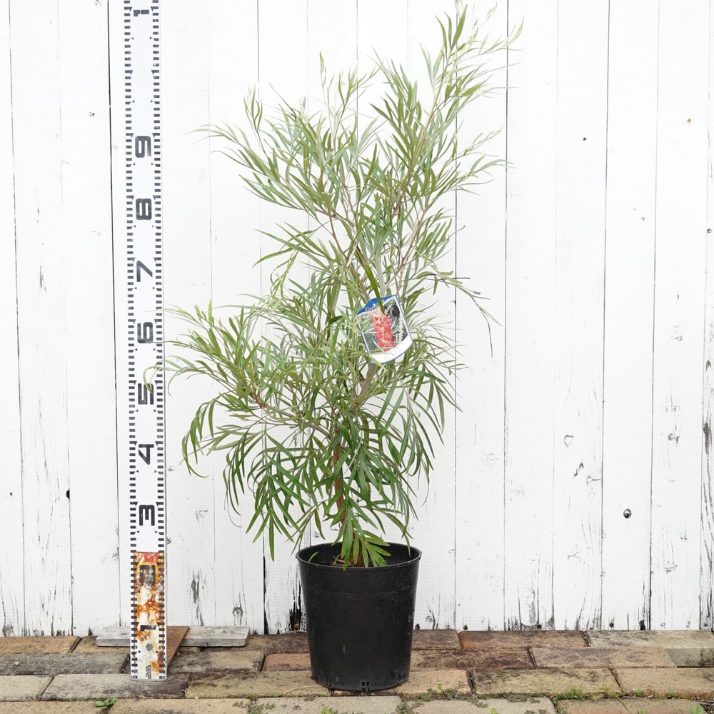 グレビレア バンクシー 7号ポット大苗 : 苗木部 花ひろばオンライン