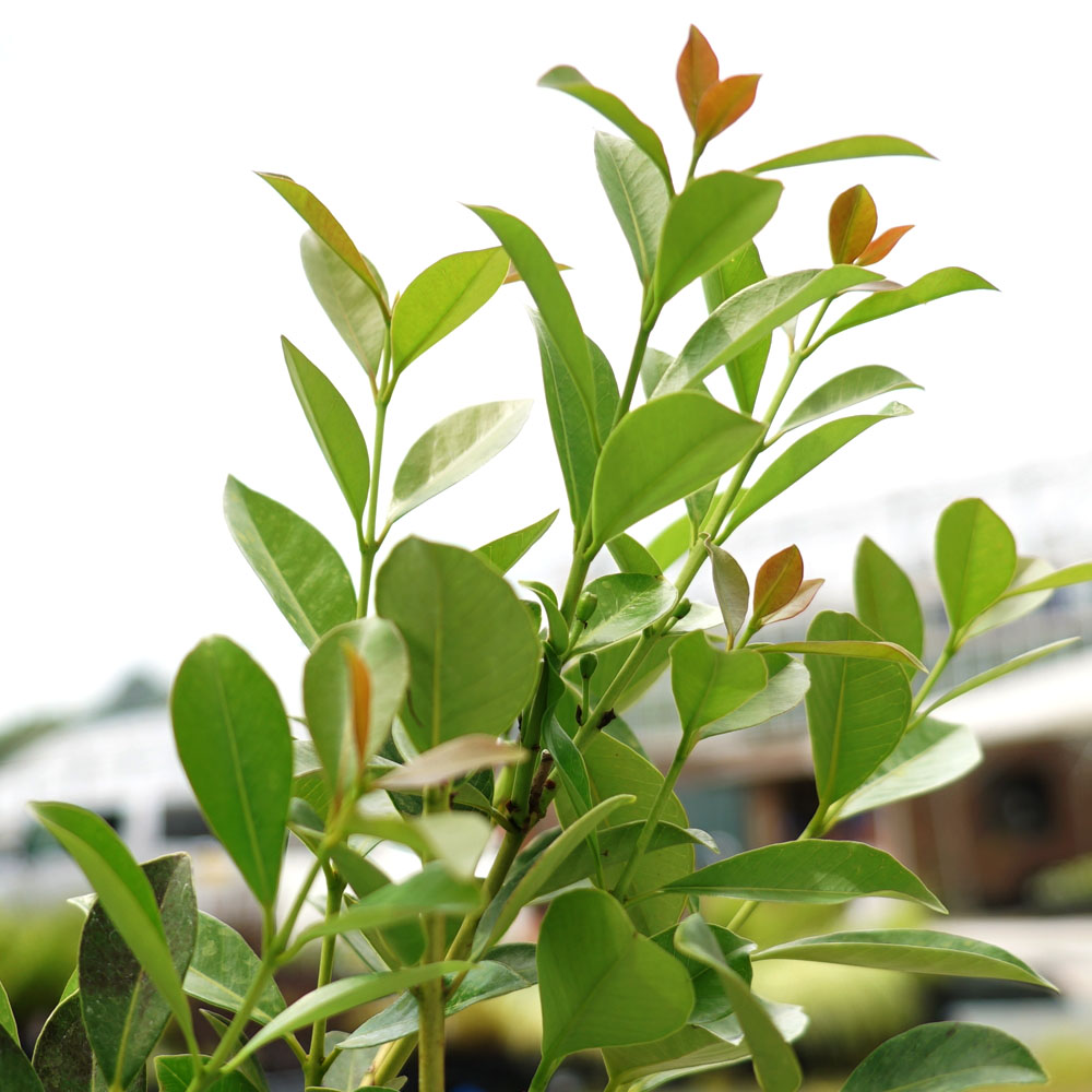 グアバ キノミバンジロウ 実生 2年生 4.5号ポット苗 熱帯果樹 : 苗木部