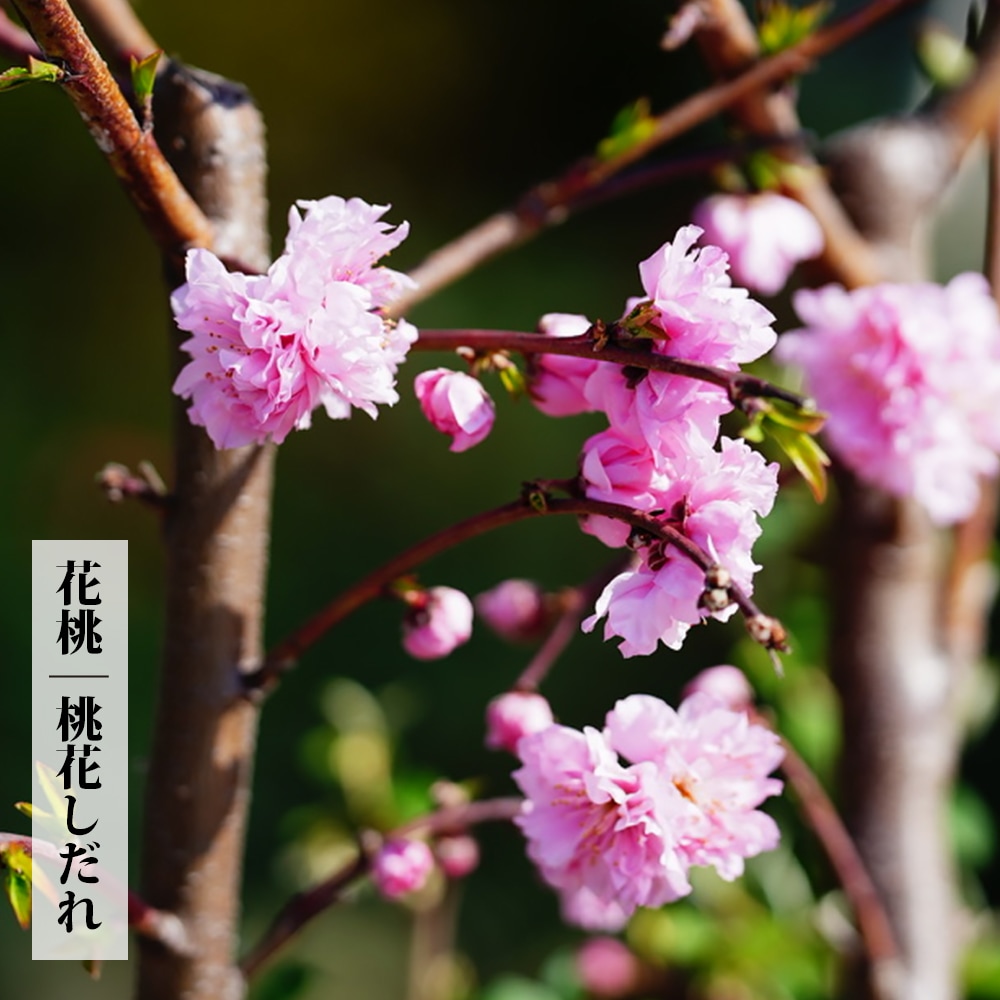 枝垂れ桃　(購入欄専用です) 花桃・相模枝垂れ| 種・苗・ガーデニング用品の【タキイネット通販】