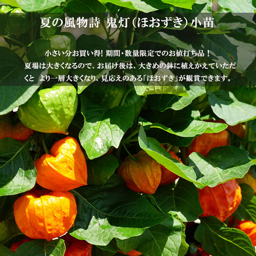 ほおずき 4.5号ポット苗 : 苗木部 花ひろばオンライン - 通販