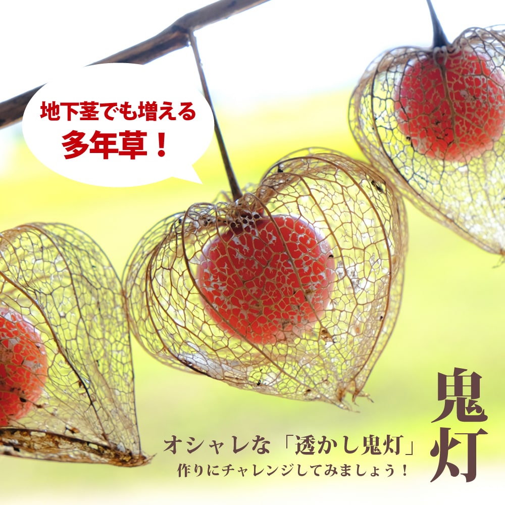 ほおずき 6号鉢植え 夏の風物詩 : 苗木部 花ひろばオンライン - 通販