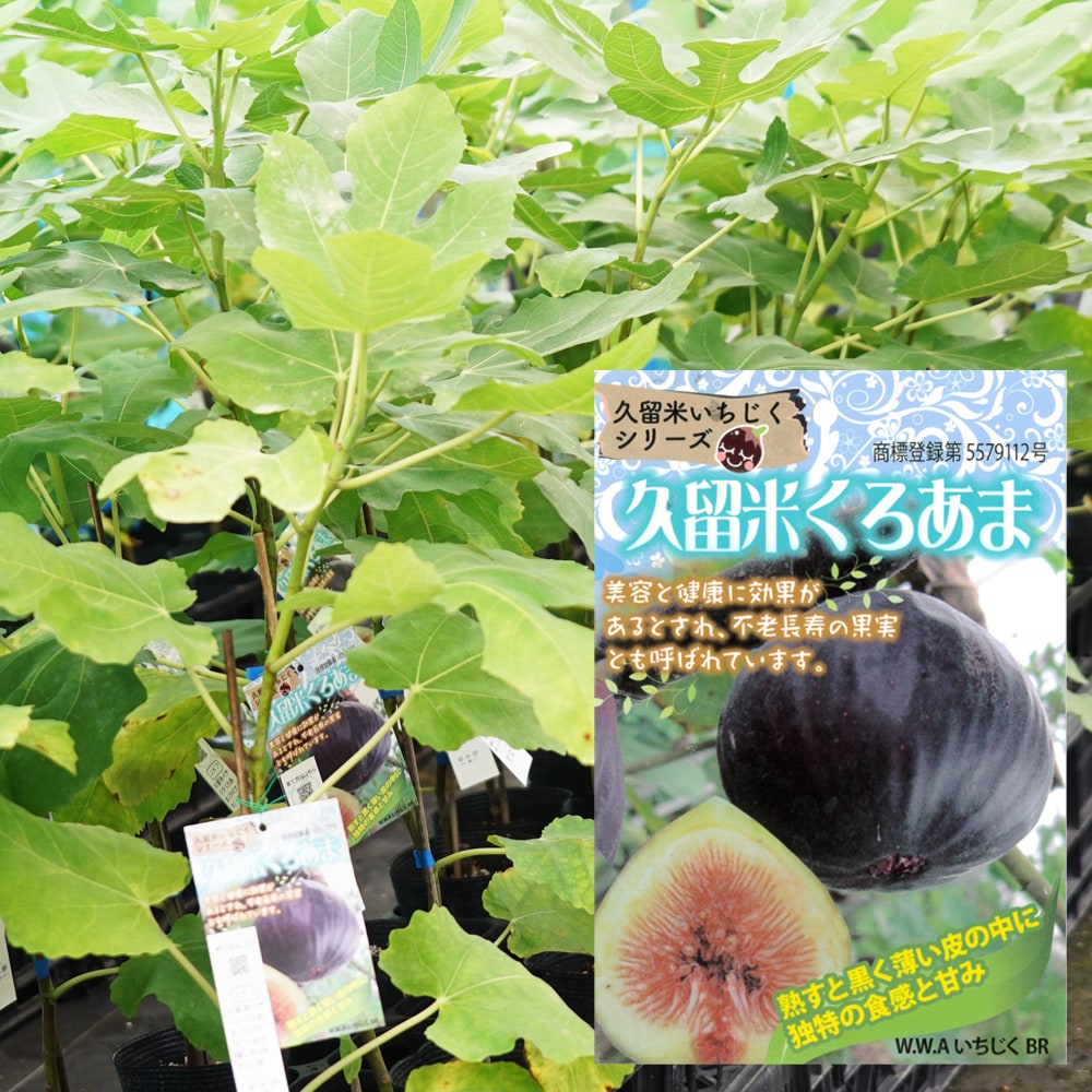 いちじく 久留米くろあま 2年生 挿し木苗 7号ロングスリット 限定販売