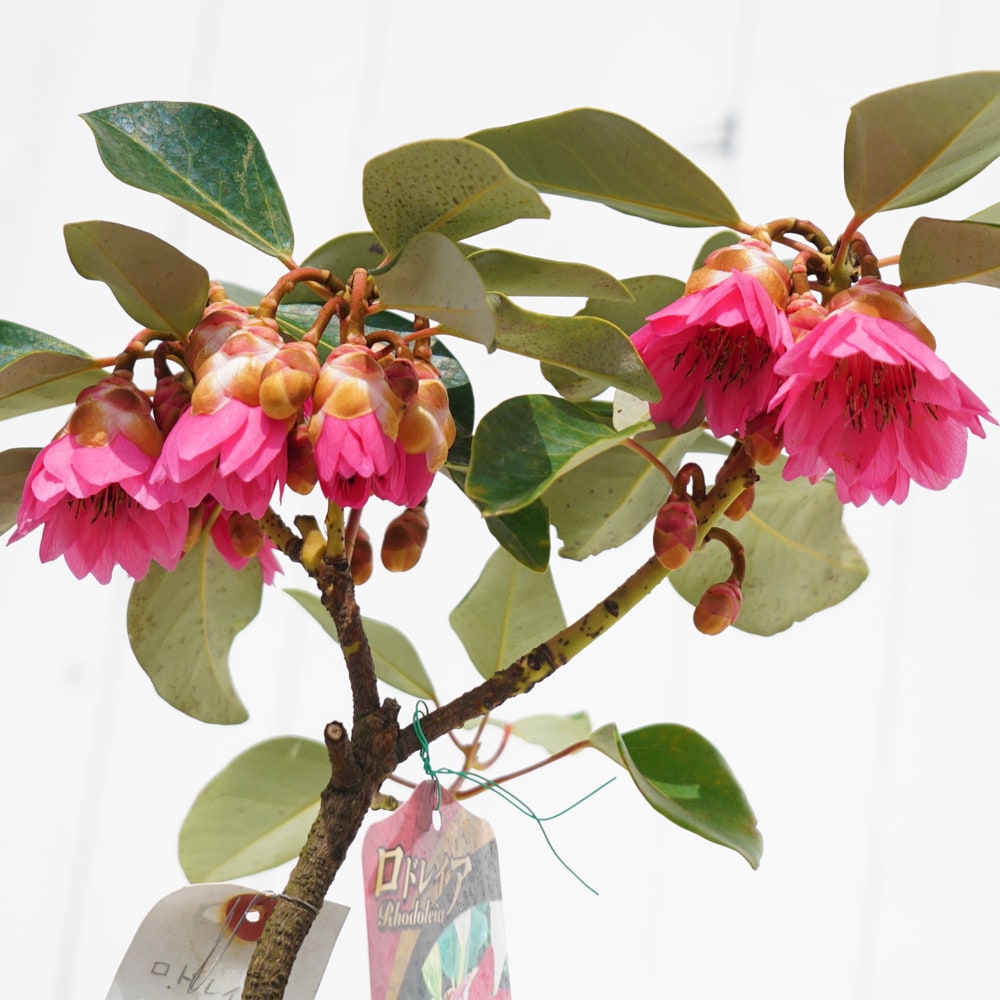 ロドレイア 5号ポット苗 : 苗木部 花ひろばオンライン - 通販 - Yahoo