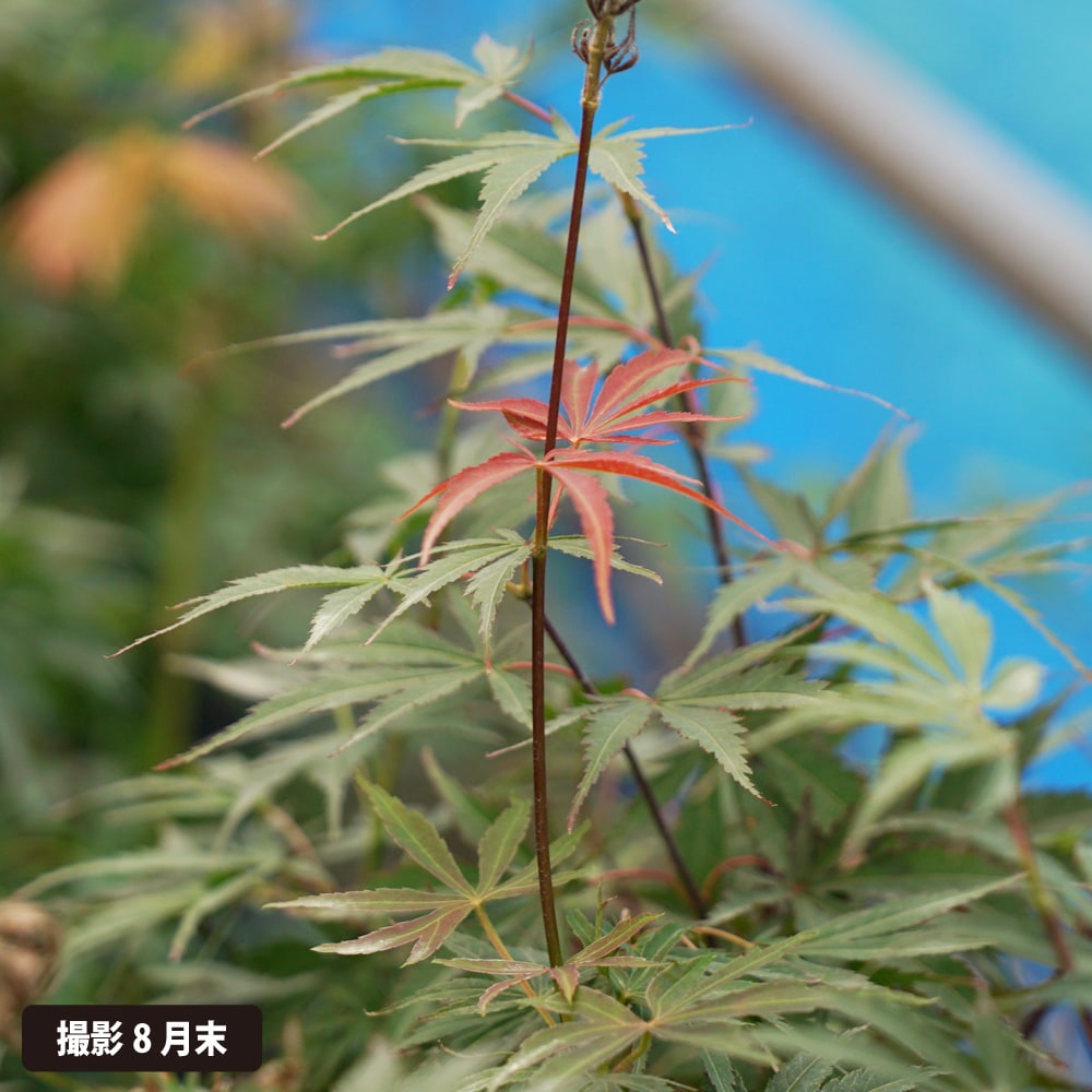 モミジ 紅鏡 テーブルサイズ 鉢植え : 苗木部 花ひろばオンライン