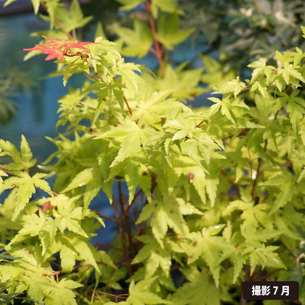 モミジ 茜 4号ロングポット : 苗木部 花ひろばオンライン - 通販