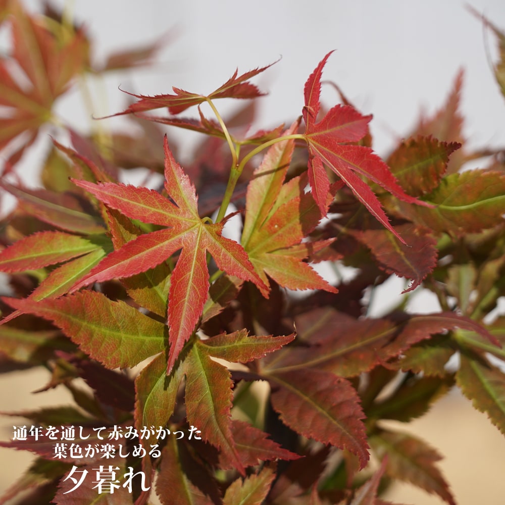 モミジ 夕暮れ 5号ロングポット 爆買いweek : 苗木部 花ひろば