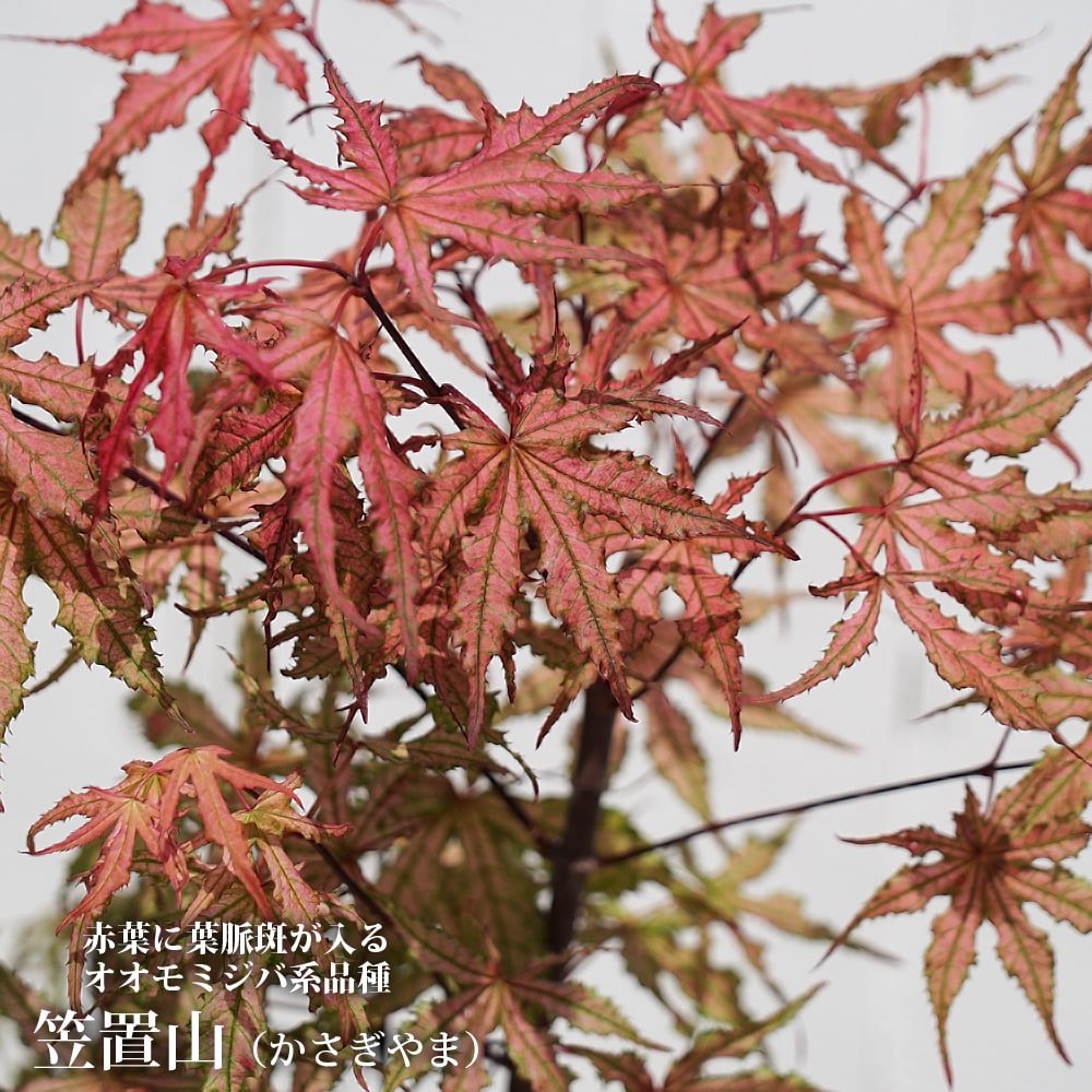 モミジ 笠置山 5号ロングポット : 苗木部 花ひろばオンライン - 通販