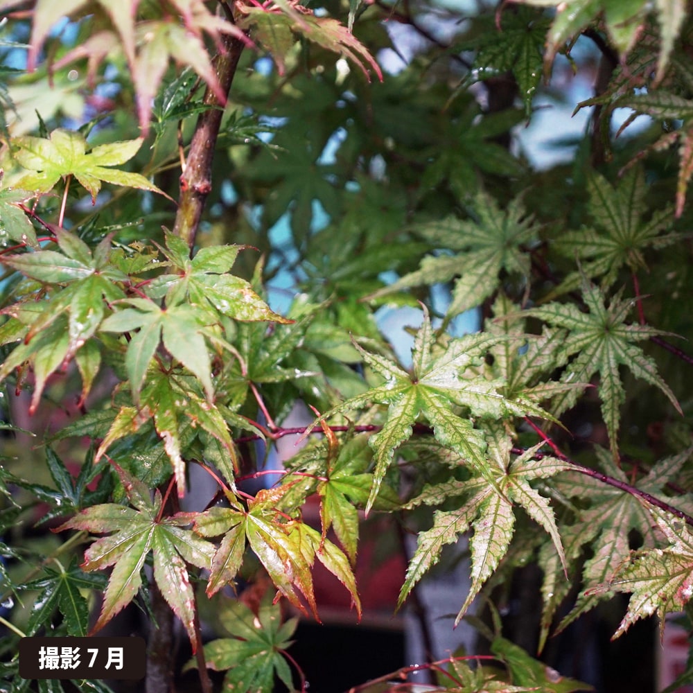 モミジ 笠置山 4号もしくは5号ロングポット 爆買いweek : 苗木部 花