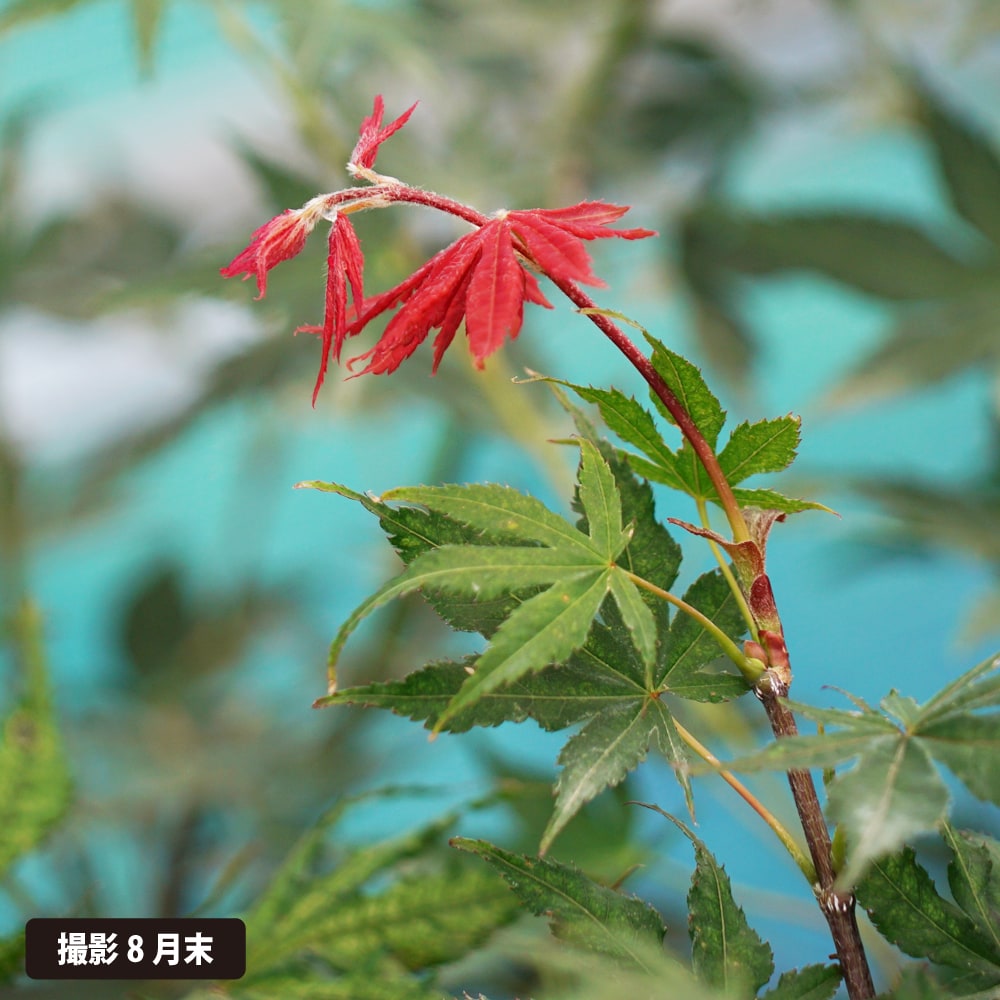 モミジ 笠置山 5号ロングポット : 苗木部 花ひろばオンライン - 通販