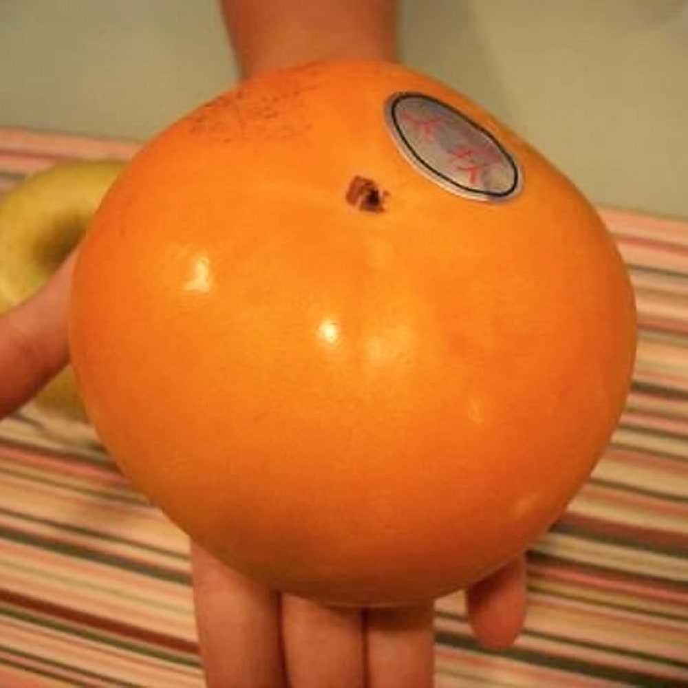 柿の苗木 太秋柿 完全甘柿 3年生接木大苗 1.1m苗 産地で剪定済 : 苗木