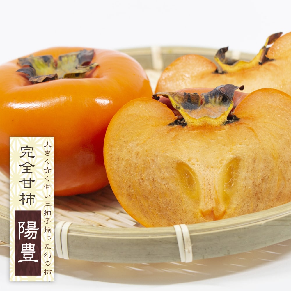 柿の苗木 陽豊柿 完全甘柿 1年生接木苗 予約販売11〜12月頃入荷予定