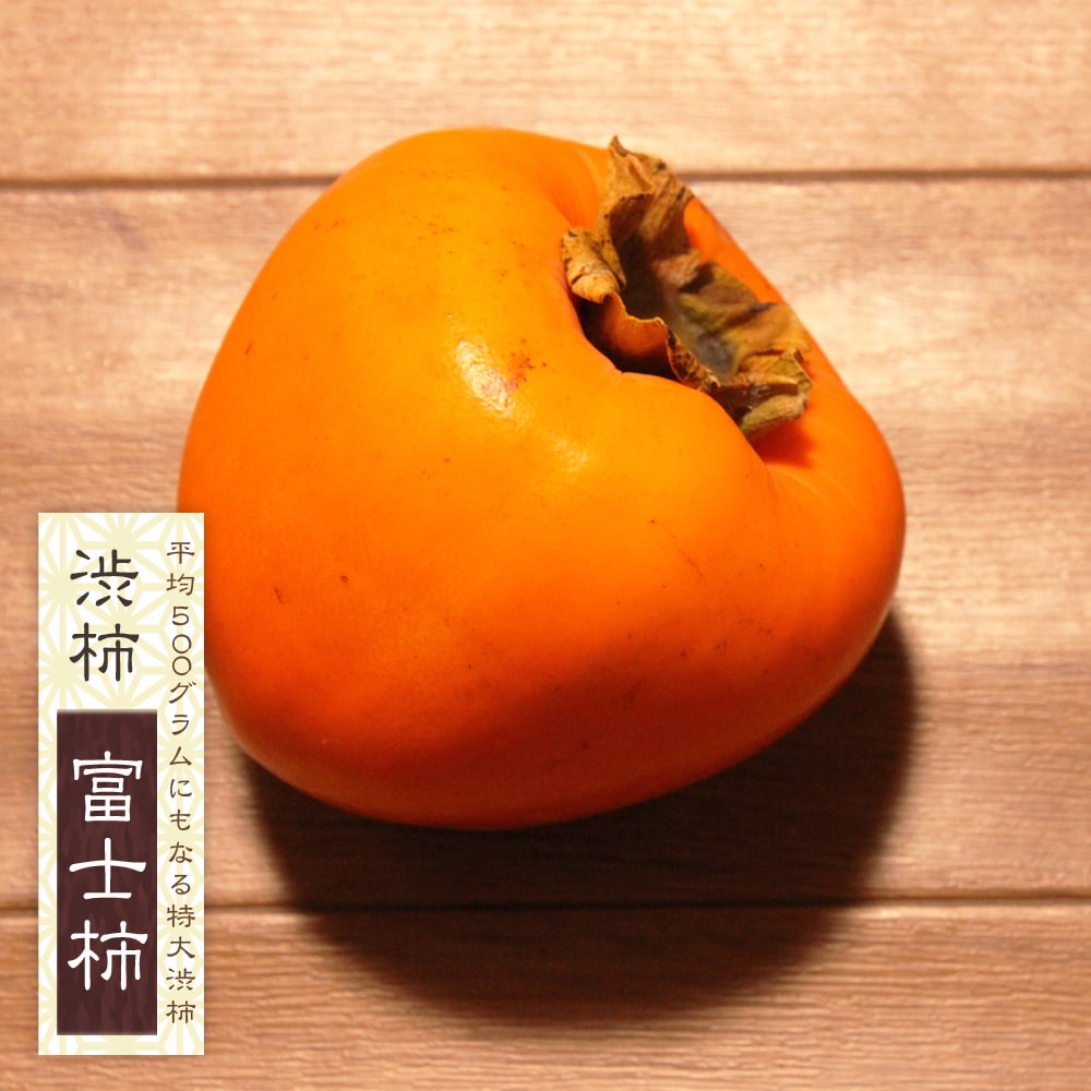 柿の苗木 富士柿 渋柿 2年生接木苗 ロングスリット 鉢植え 限定販売
