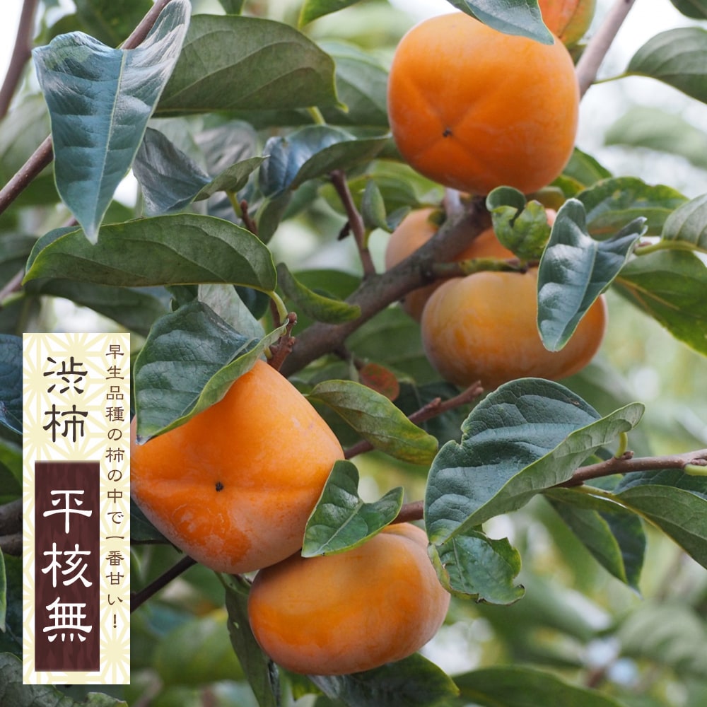 みかん037さま 写真確認用 高画質 詳細画像 商品チェック｜レディース