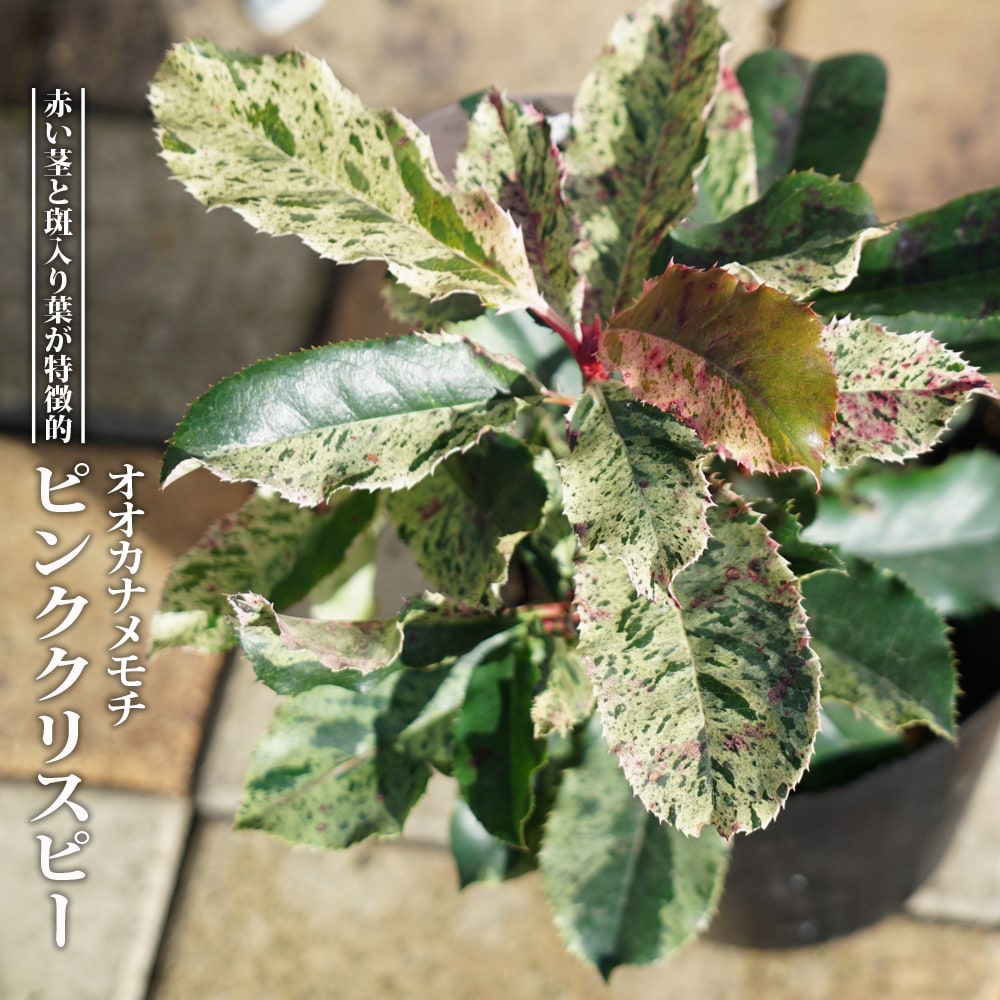 ZERO-G EVOLUTION 輝 801 IZANAGI MX （限定color/ shine aurora