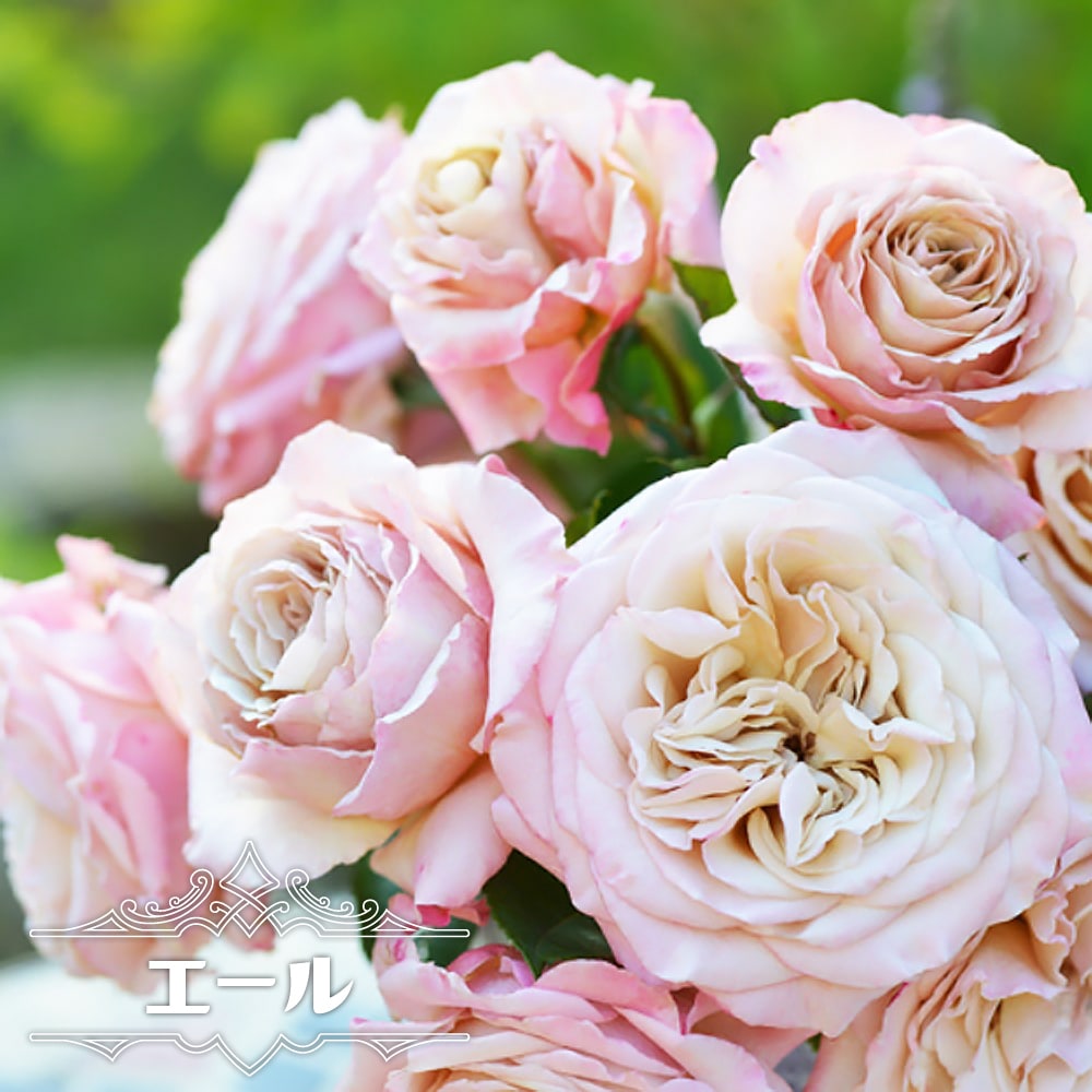 四季咲きバラ苗 エール 2年生大苗 : 苗木部 花ひろばオンライン