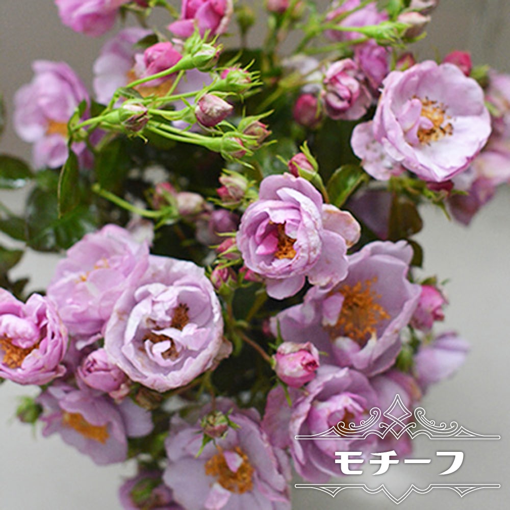 和バラ大苗 四季咲き 切花品種 四季咲きバラ苗 モチーフ 2年生大苗 爆買いweek : 苗木部 花ひろば