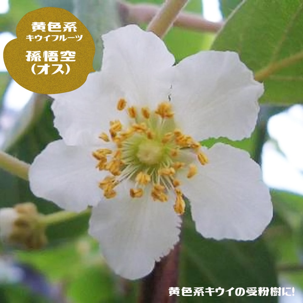 キウイ 苗 孫悟空 黄色系の受粉樹用オス 1年生接木苗 予約販売12月