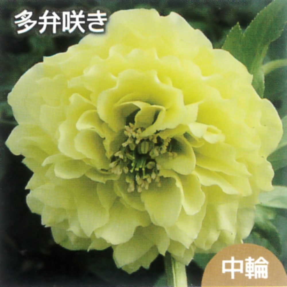 ムーンプリマドレス クリスマスローズ 3号ポット苗 : 苗木部 花ひろば