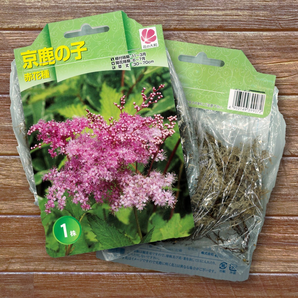 京鹿の子 （赤花種） 袋詰め宿根草 （1株入） （植え付け時期3月下旬まで） 予約販売11月下旬頃発送予定。 : kyokanoko-aka-001  : 苗木部 花ひろばオンライン - 通販 - Yahoo!ショッピング