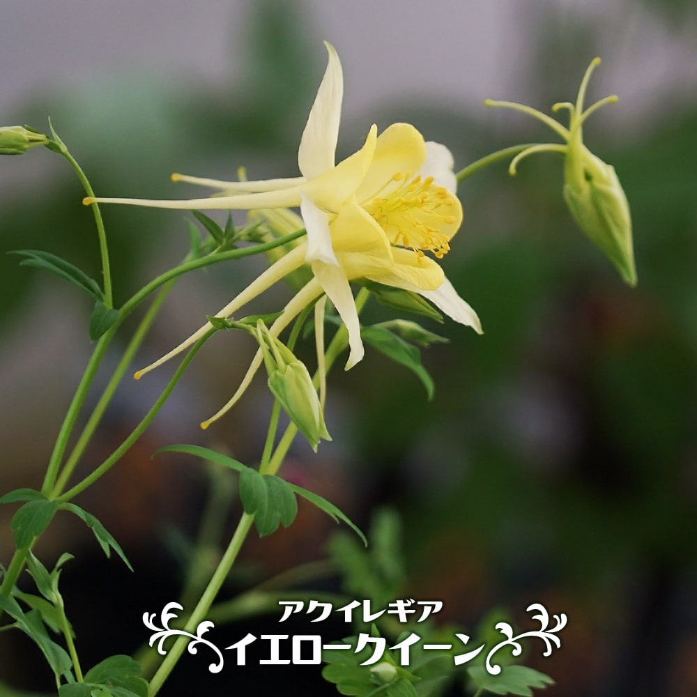 アクイレギア イエロークイーン 3号ポット苗 : 苗木部 花ひろば