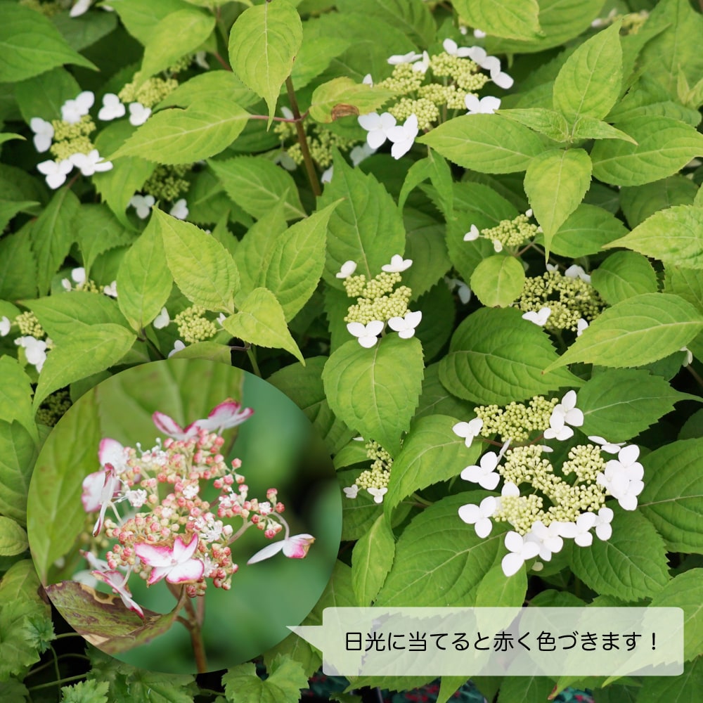 紫陽花 ヤマアジサイ 紅（くれない） 3号ポット苗 : 苗木部 花ひろば