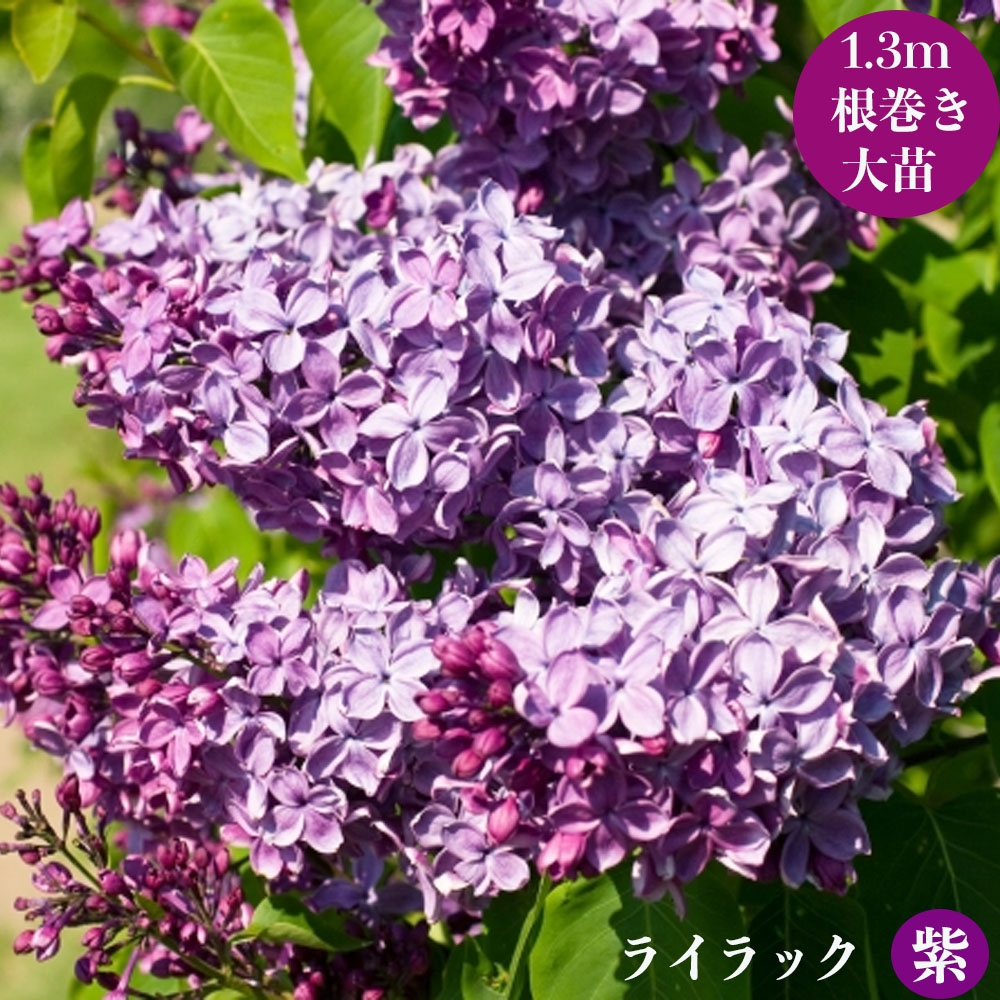 花芽つき ライラック 紫 根巻き大苗 大型宅配便・大梱包 : 苗木部 花