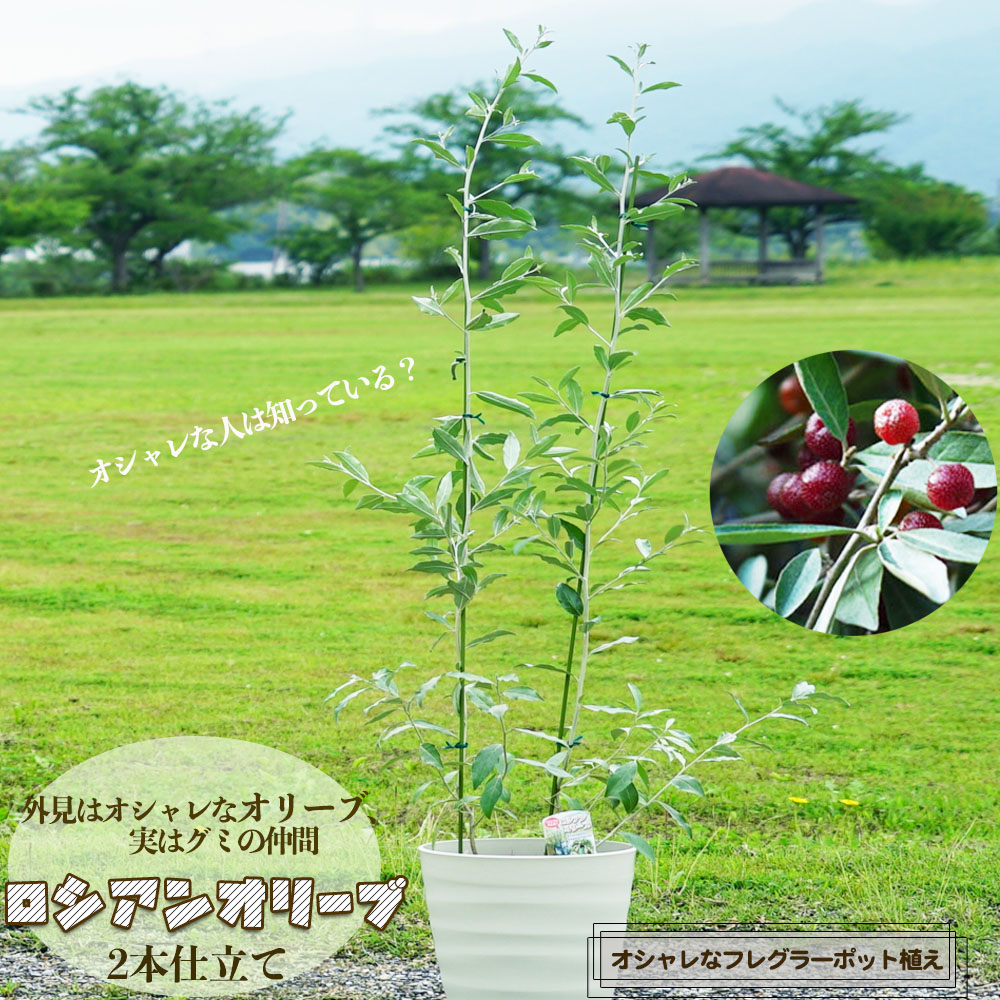ロシアンオリーブ 2本仕立て 鉢植え 大型宅配便 北海道・沖縄・離島