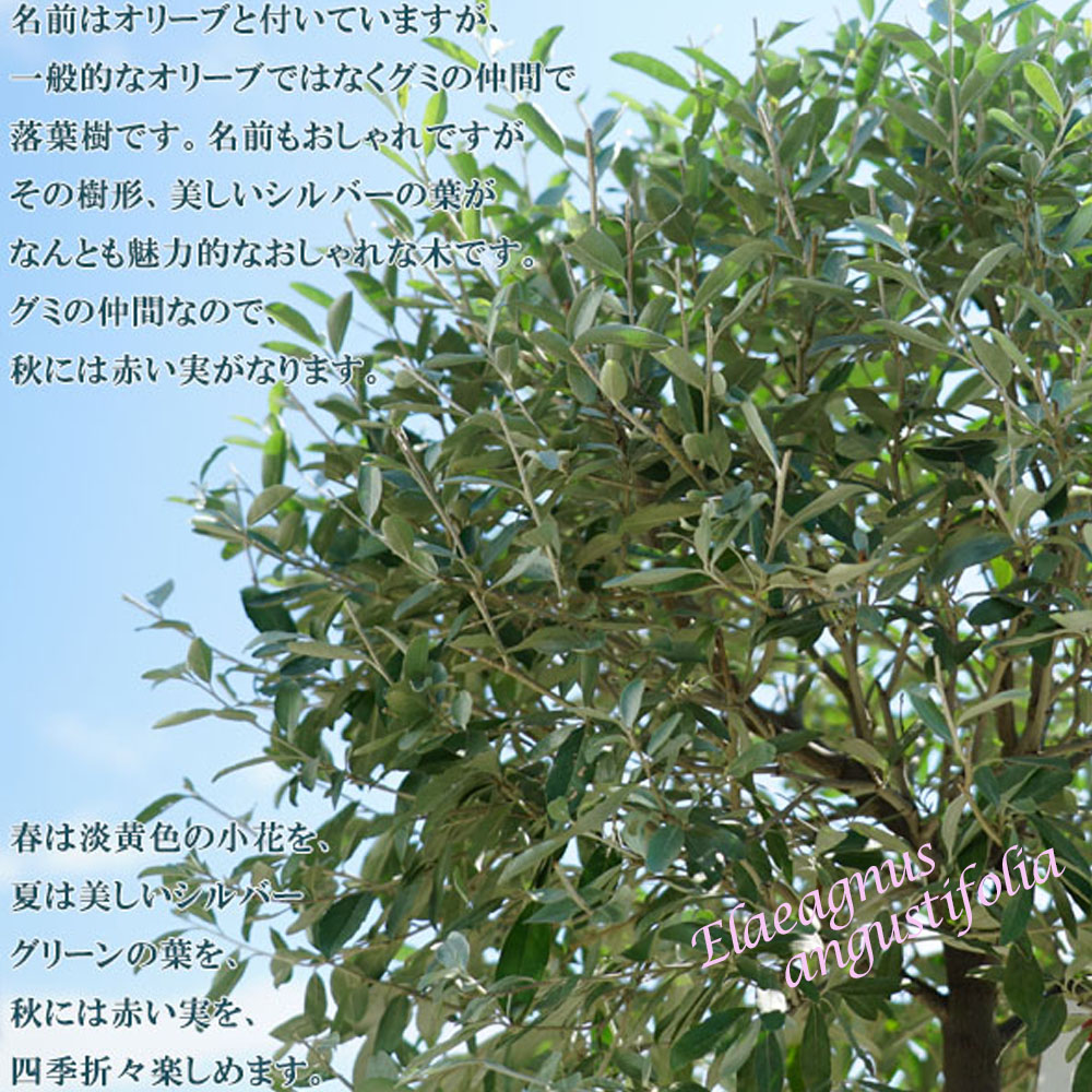 08507942_losianolive0630.jpg