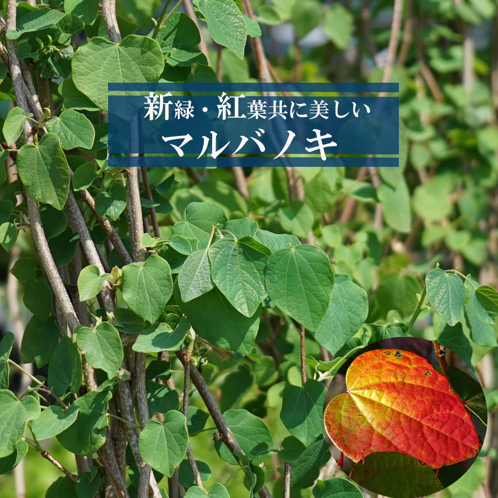 マルバノキ（紅万作ベニマンサク） 地中ポット苗 爆買いweek : 苗木部
