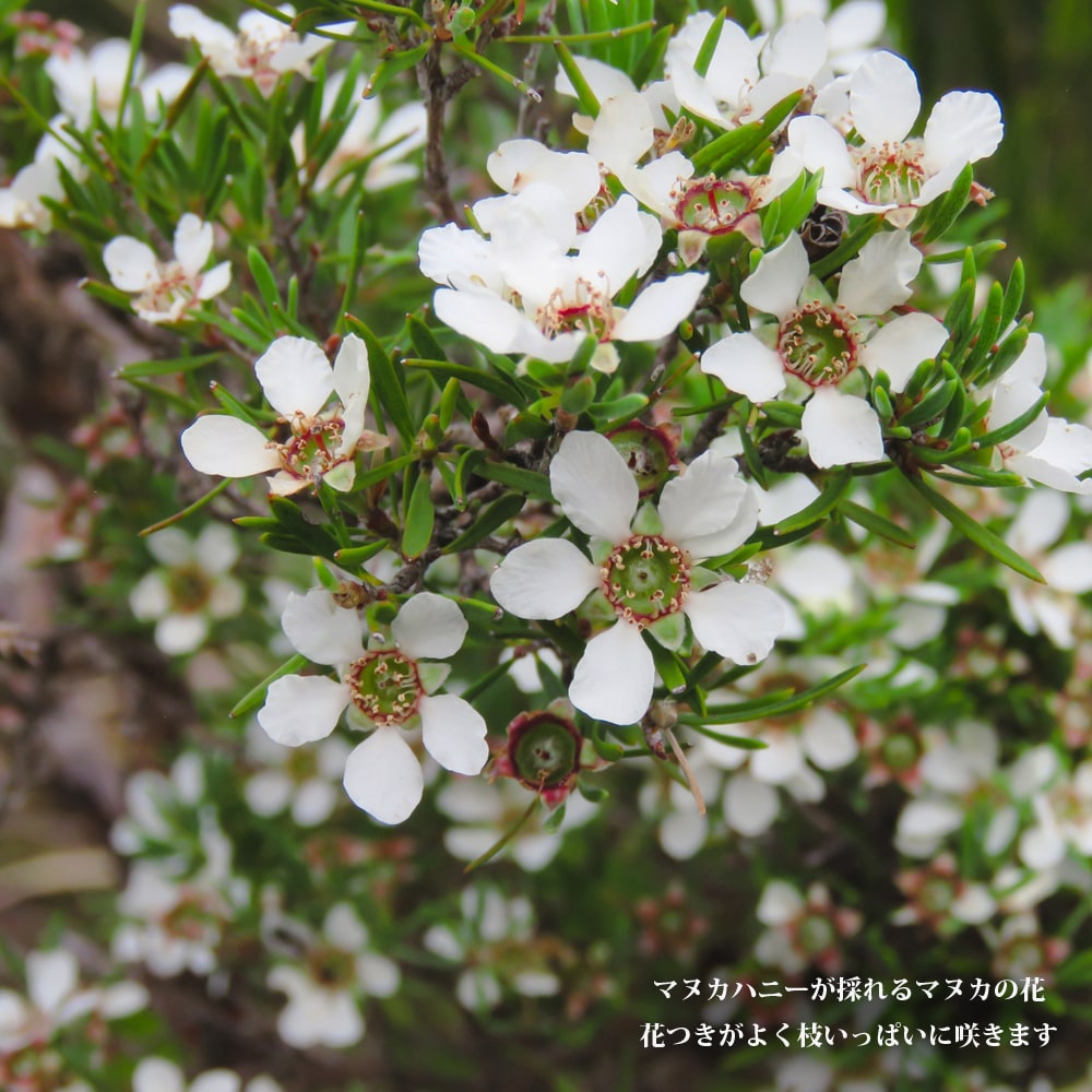 人気の雑貨がズラリ！ ギョリュウバイ 開花 高さ140cm 植物/観葉植物