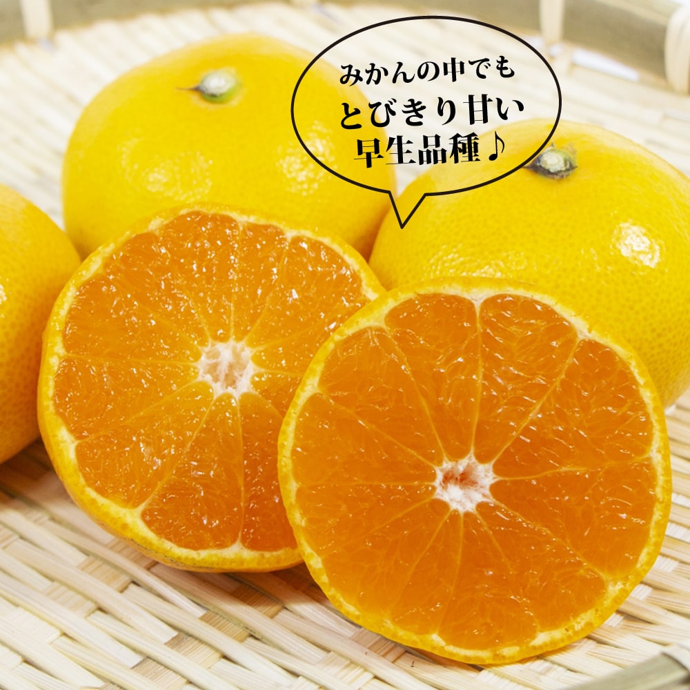 由良早生蜜柑苗木 特大株 果樹 由良早生蜜柑苗木 特大株 果樹 苗 みかん 苗木ゆら早生」の人気商品一覧