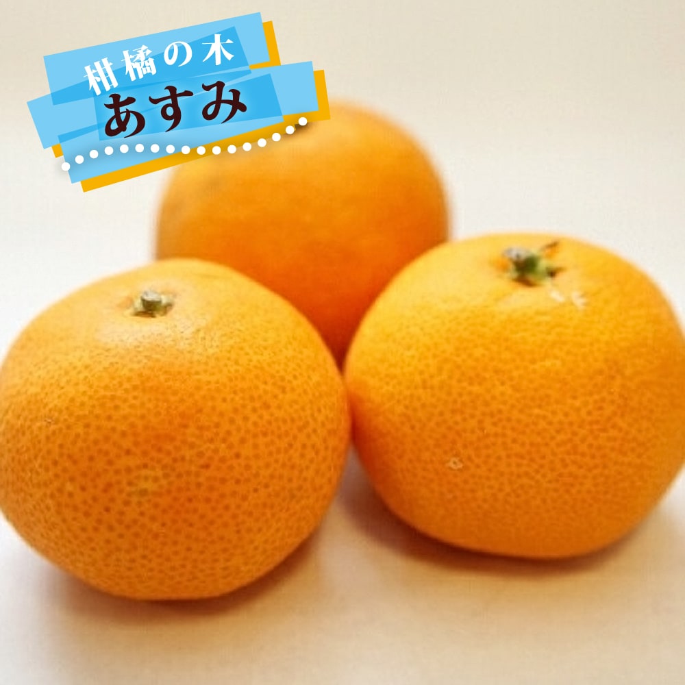 みかん 苗木 あすみ 1年生接木苗 登録品種・品種登録 爆買いweek