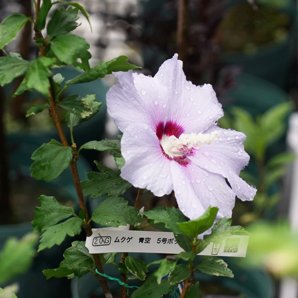 格安販売の 常緑黄花山ボウシ マウンテンムーン ４寸ポット植え トキワ