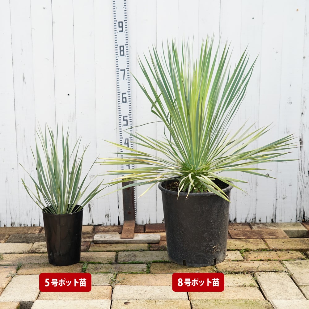 数量限定 ロストラータ ユッカ ナーセリーポット植え 耐寒性南欧風プランツ : niwaki-yucca-rostrata : 苗木部  花ひろばオンライン - 通販 - Yahoo!ショッピング