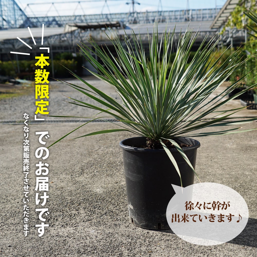 数量限定 ロストラータ ユッカ ナーセリーポット植え 耐寒性南欧風プランツ : niwaki-yucca-rostrata : 苗木部  花ひろばオンライン - 通販 - Yahoo!ショッピング