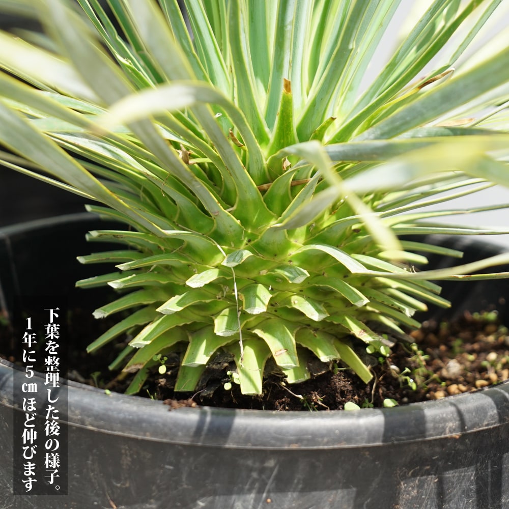 数量限定 ロストラータ ユッカ ナーセリーポット植え 耐寒性南欧風プランツ : niwaki-yucca-rostrata : 苗木部  花ひろばオンライン - 通販 - Yahoo!ショッピング