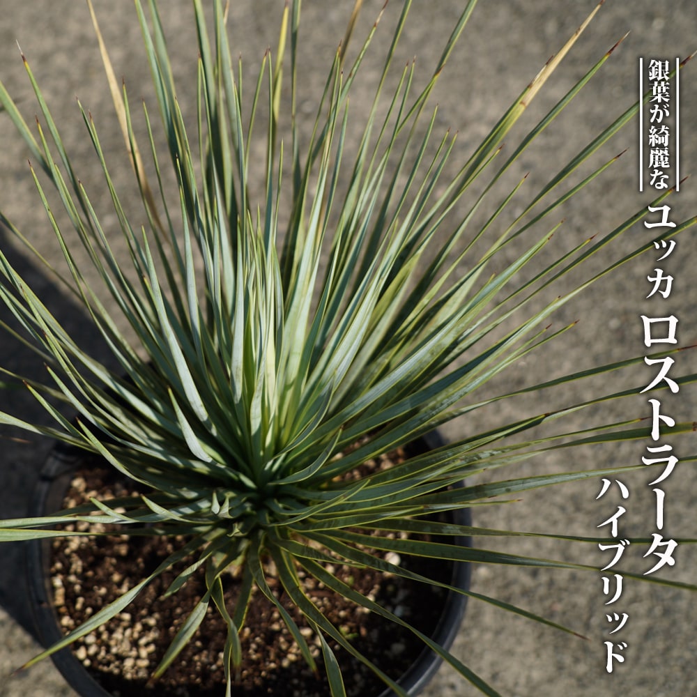 数量限定 ロストラータ ハイブリッドユッカ 耐寒性南欧風プランツ : niwaki-yucca-rostrata-hybrid : 苗木部  花ひろばオンライン - 通販 - Yahoo!ショッピング