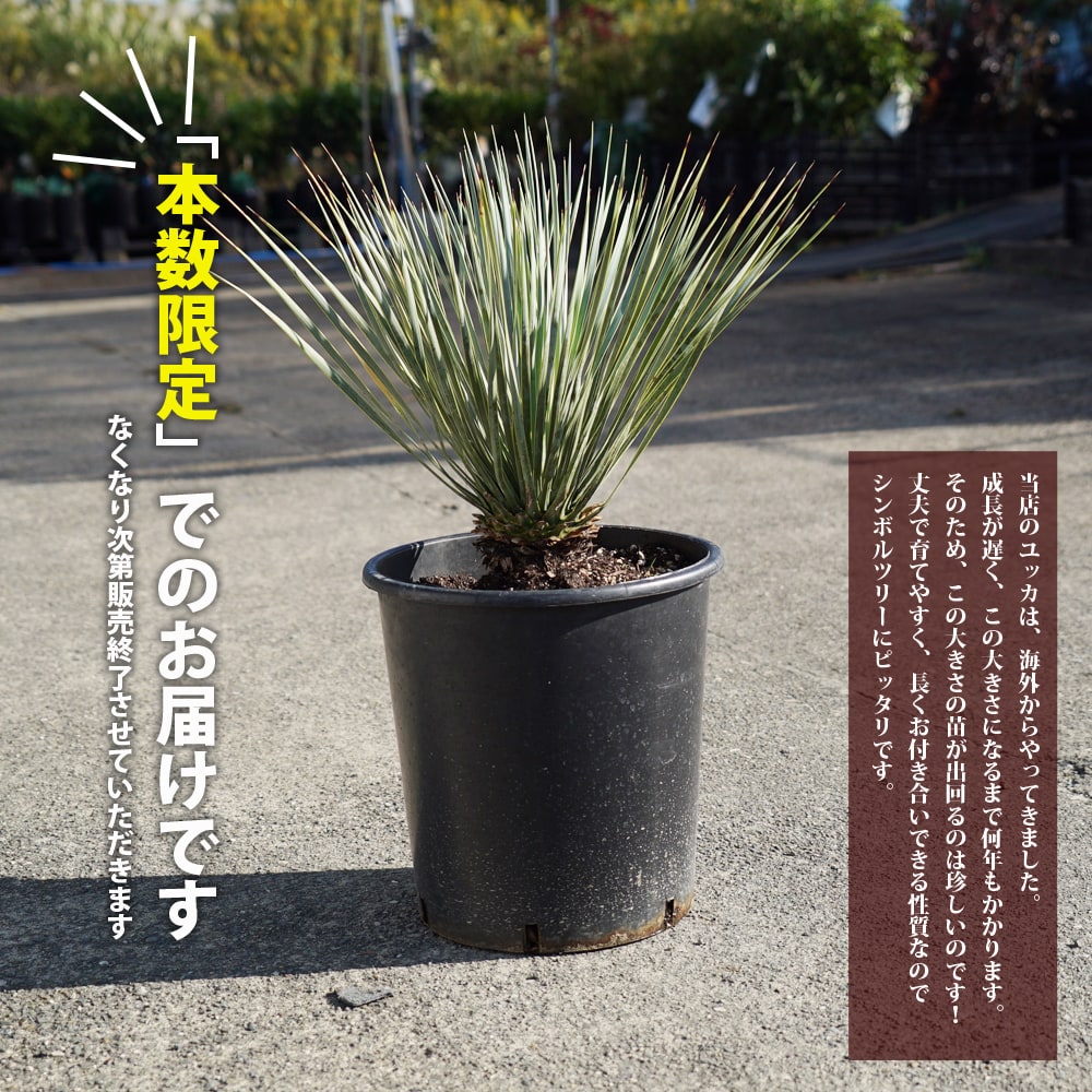 数量限定 ロストラータ ハイブリッドユッカ 耐寒性南欧風プランツ : niwaki-yucca-rostrata-hybrid : 苗木部  花ひろばオンライン - 通販 - Yahoo!ショッピング