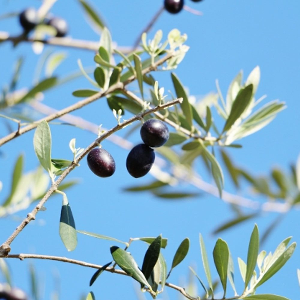 オリーブの木 レッチーノ 2年 オリーブ 苗 olive 苗木 :niwaki-oribu-recchi-no-2:苗木部 花ひろばオンライン -  通販 - Yahoo!ショッピング