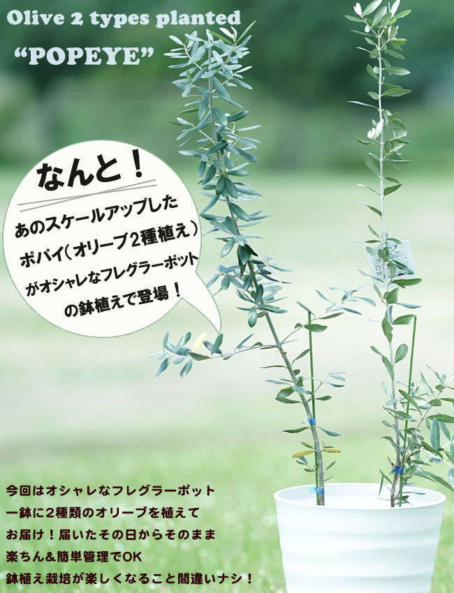 2種植えオリーブ接木苗 苗木 オリーブの木 ポパイ 2年生 フレ 2種植えオリーブ接木苗 苗木 オリーブの木 ポパイ 2年生 フレ