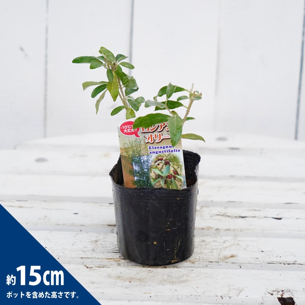 ロシアン オリーブ ８号 グミ科 観葉植物 販売 苗 苗木 斑入り 鉢植え 希少種 送料無料 見事な