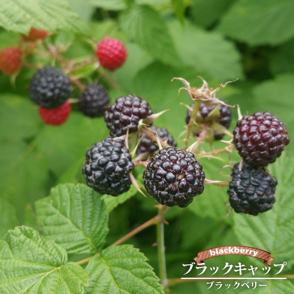 ブラックキャップ ブラックラズベリー ポット苗 :kiichigo-burakkukyappu:苗木部 花ひろばオンライン - 通販 -  Yahoo!ショッピング