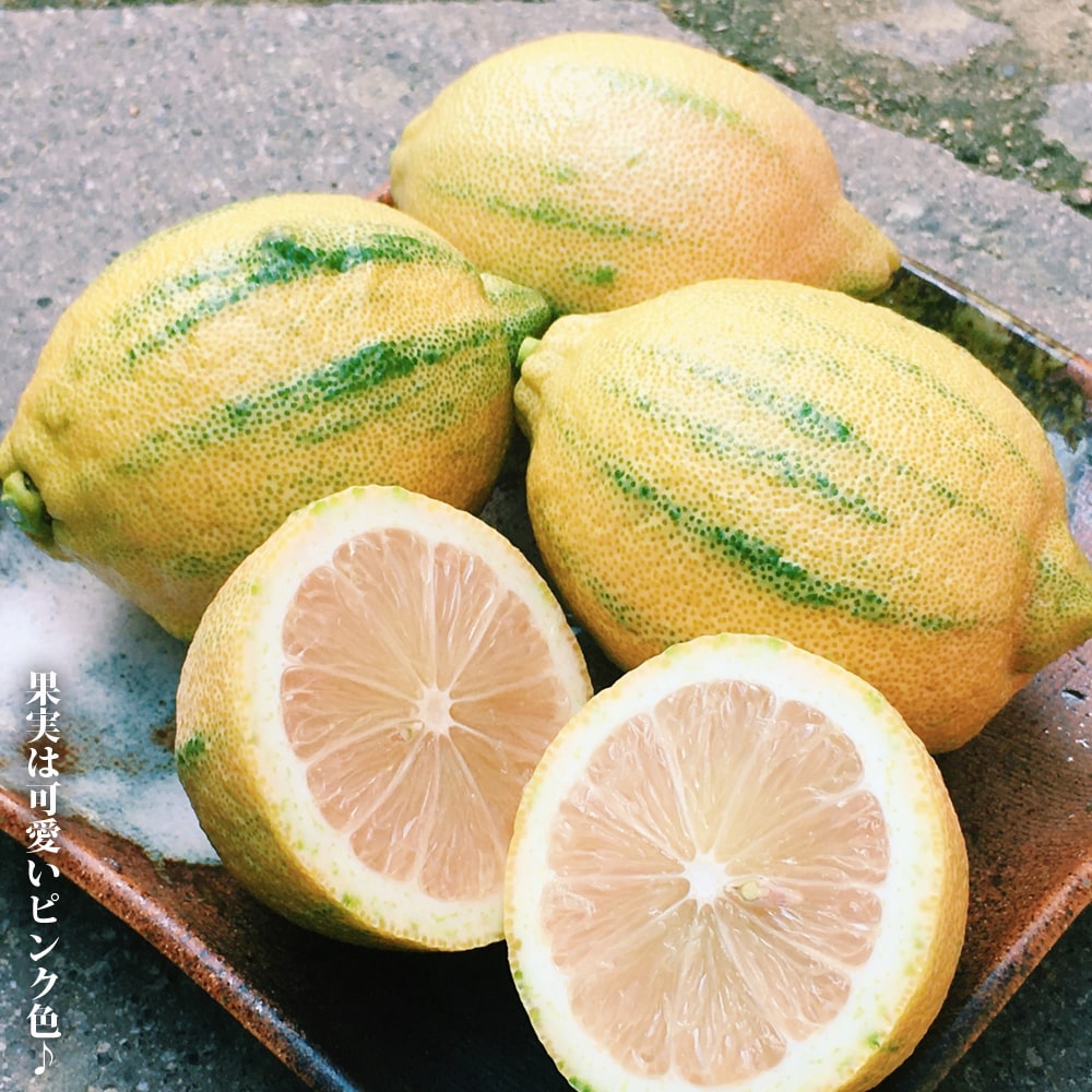 斑入りレモンの木 ピンクレモネード 3年生 接木大苗 : 苗木部 花ひろば