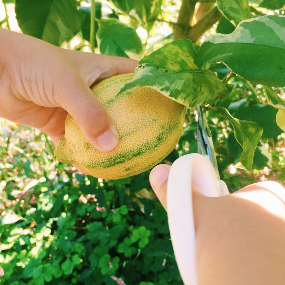 斑入りレモンの木 ピンクレモネード 3年生 接木大苗 爆買 : 苗木部 花