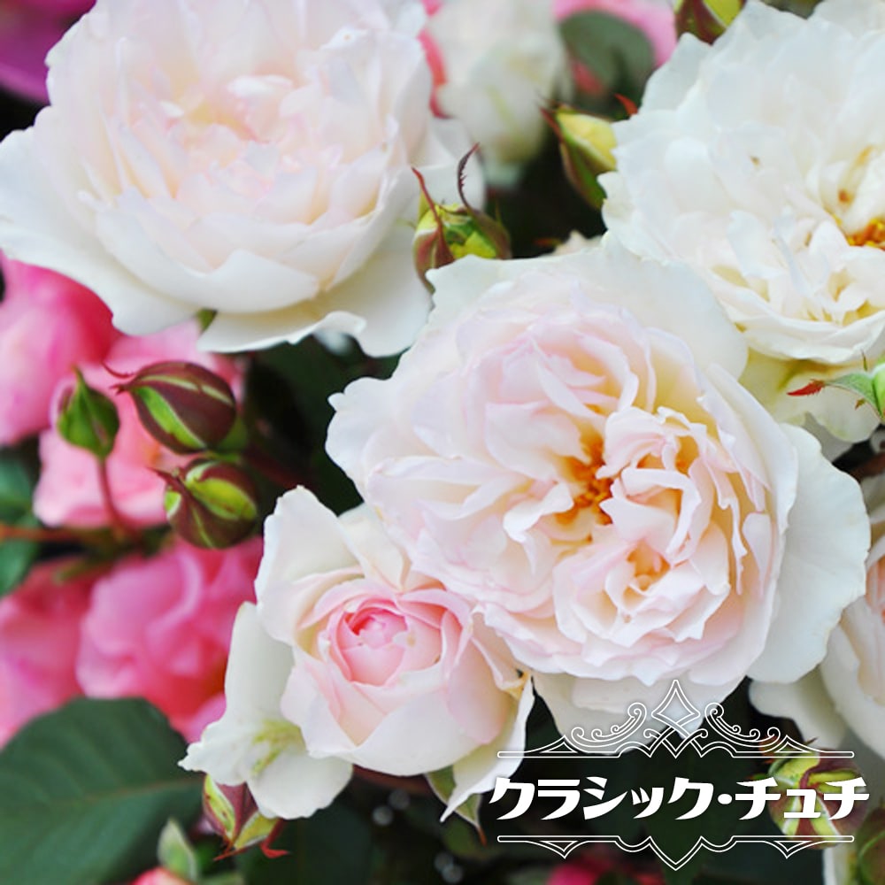 四季咲きバラ苗 クラシックチュチュ 2年生大苗 登録品種・品種登録 爆