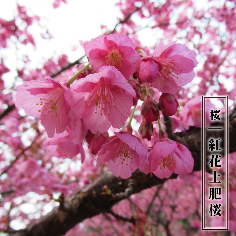 さくら 紅花土肥桜 1年生 接木苗 : niwaki-sakura-dohi : 苗木部 花 