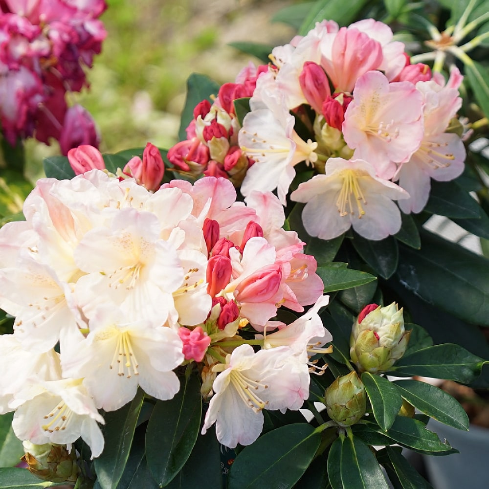 Serge Marjisse【エコルとひなげしの花】肉質画 Serge Marjisse【エコルとひなげしの花】肉質画 - メルカリ