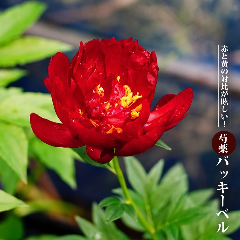 年末年始大決算 芍薬 苗 大富貴 1株 シャクヤク 芍薬の花 芍薬の苗 ピオニー 庭木 植木 花の苗 花木苗 flyingjeep.jp