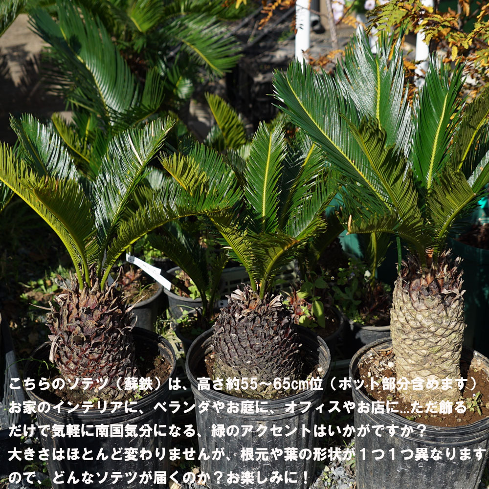 蘇鉄 (ソテツ) 60cm Good Style 苗 観葉植物 : niwaki-sotetsu22-2